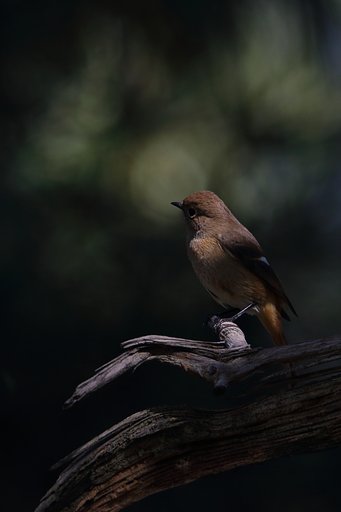 野鳥をポートレート的に撮る・ジョビコちゃん