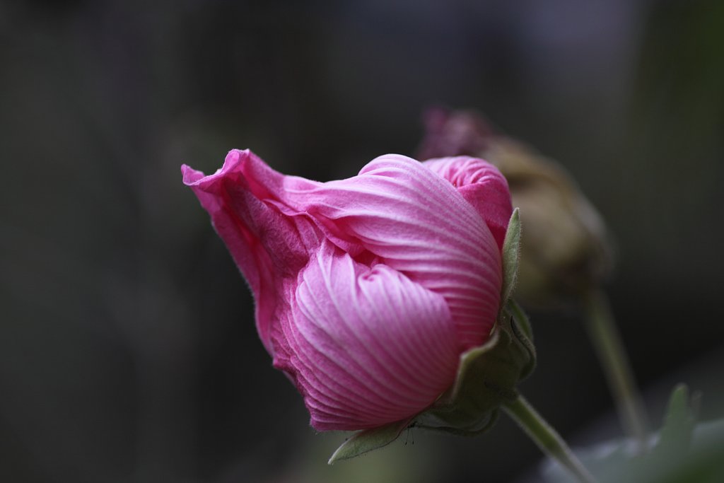 EF50mm f2.5 Compact Macro