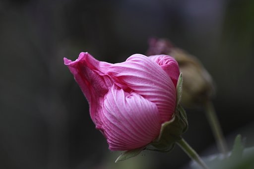 EF50mm f2.5 Compact Macro