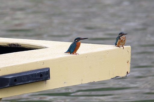 成鳥と若鳥
