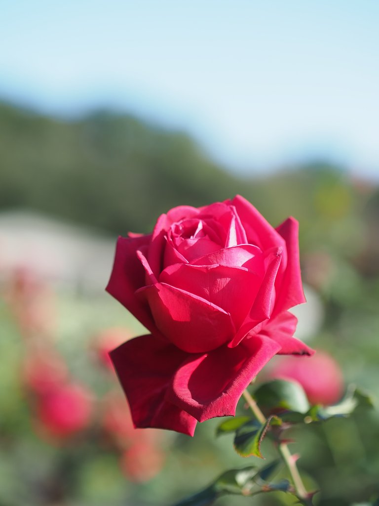 秋薔薇賛歌２