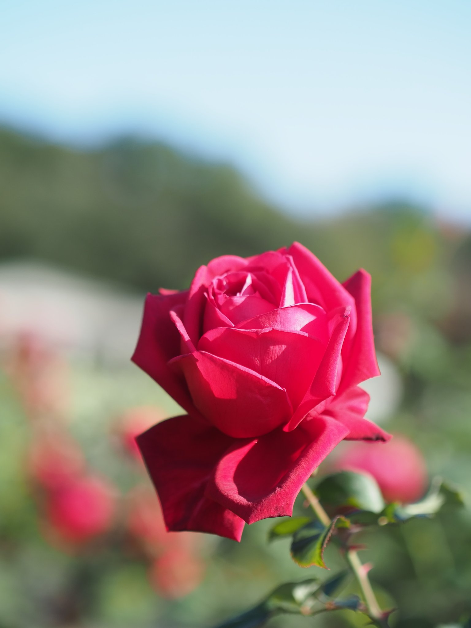 秋薔薇賛歌２