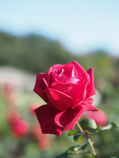秋薔薇賛歌２