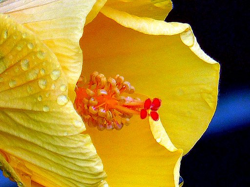 ハイビスカスの蕊