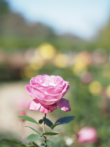 秋薔薇賛歌