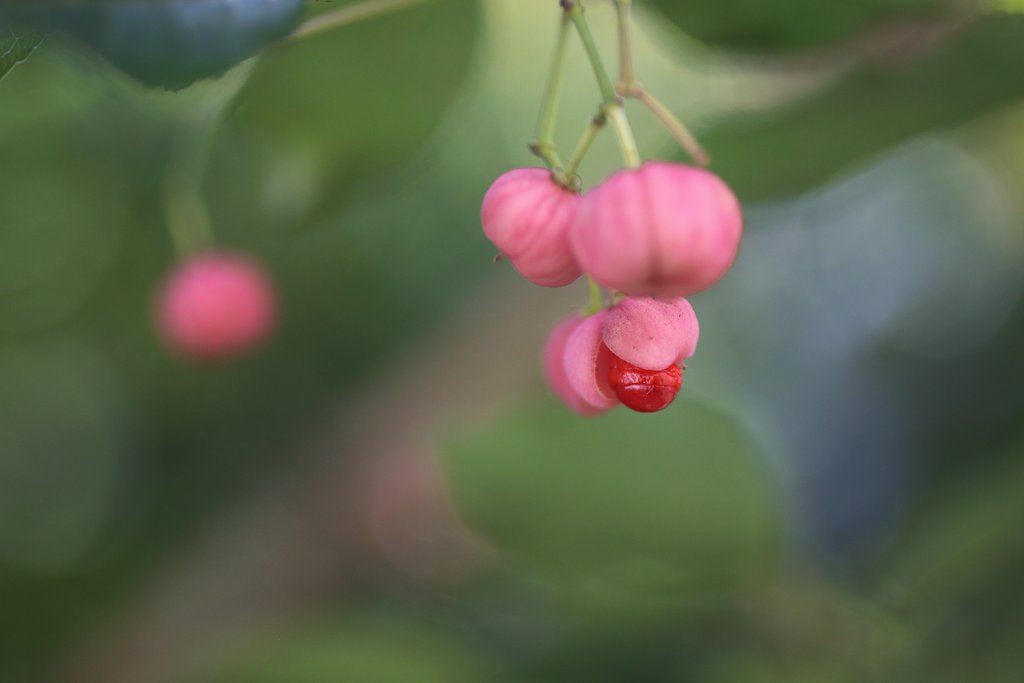 EF50mm f2.5 Compact Macro