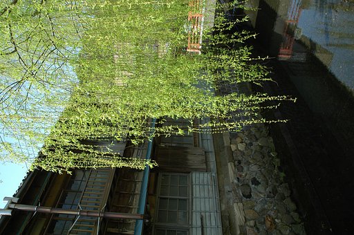 土手の柳