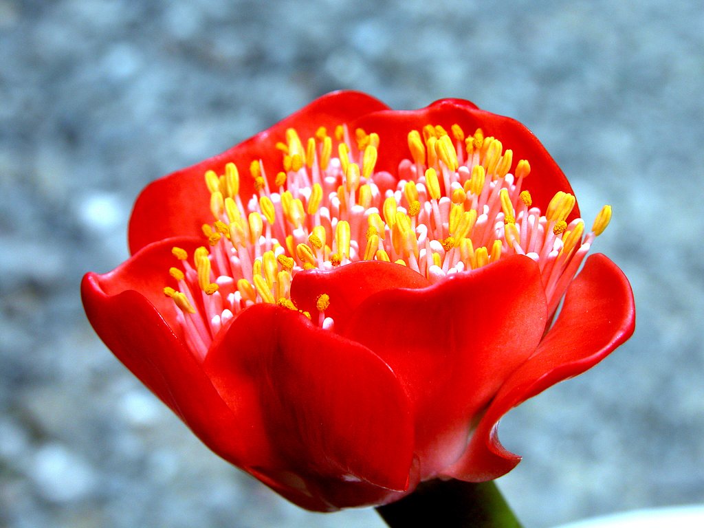 赤花マユハケオモト