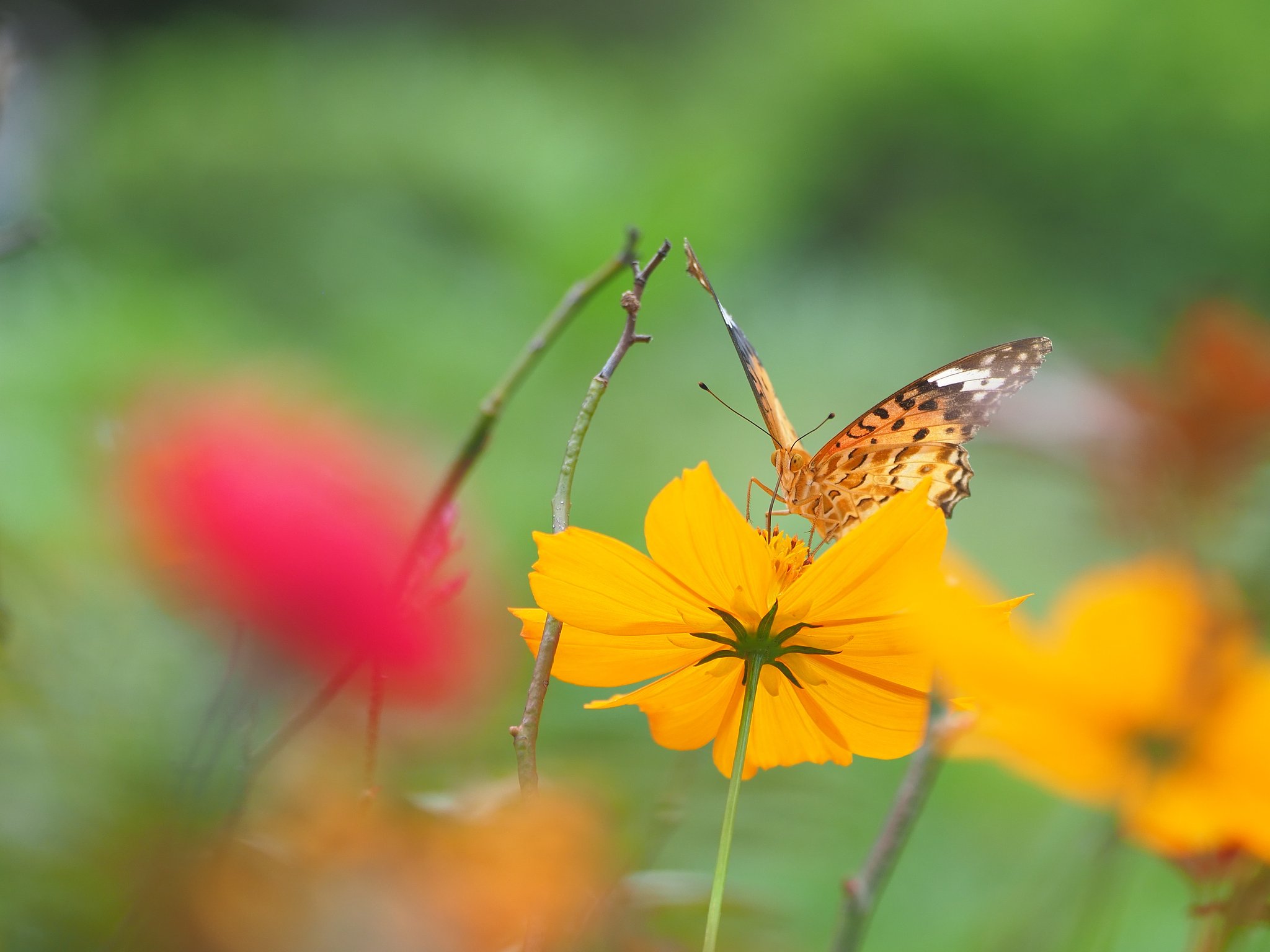 蝶よ、花よ。