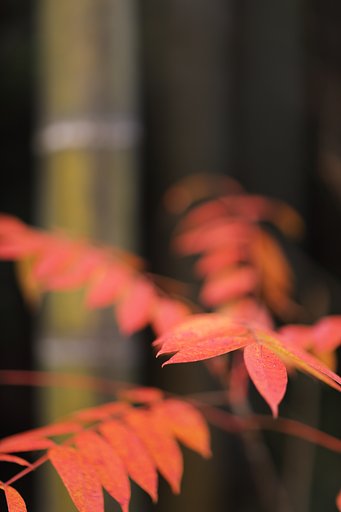 竹ウルシ