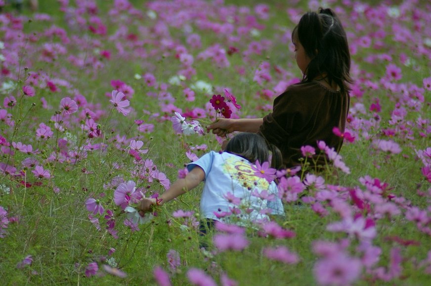 花を摘む姉妹