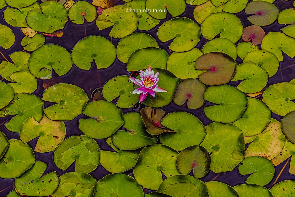 【情景】睡蓮