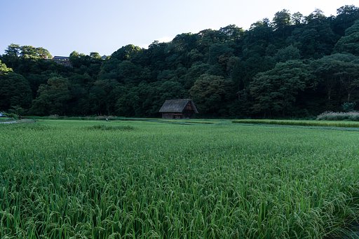 緑の海