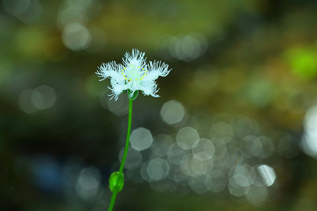 久々の山野草撮り