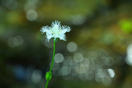 久々の山野草撮り