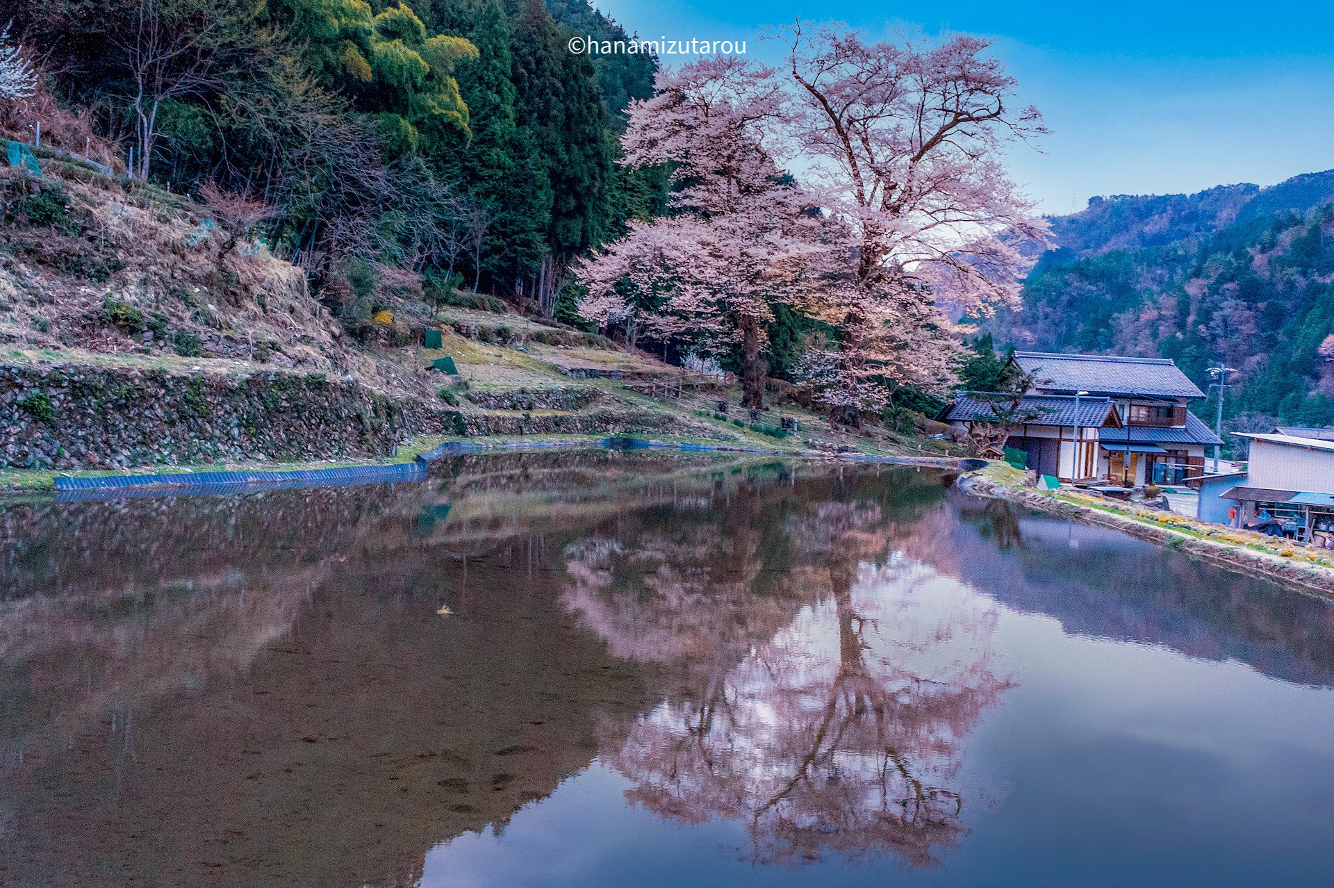【情景】苗代桜