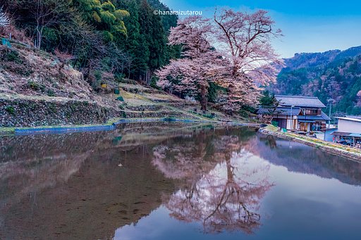 【情景】苗代桜