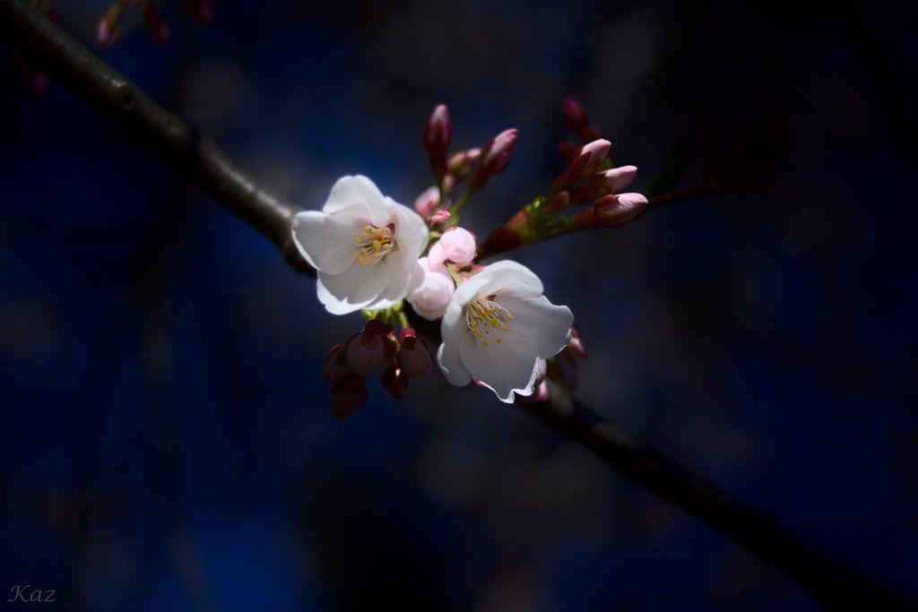 現像ソフトテスト　Darktable