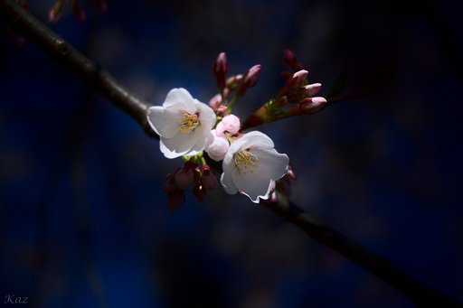 現像ソフトテスト　Darktable