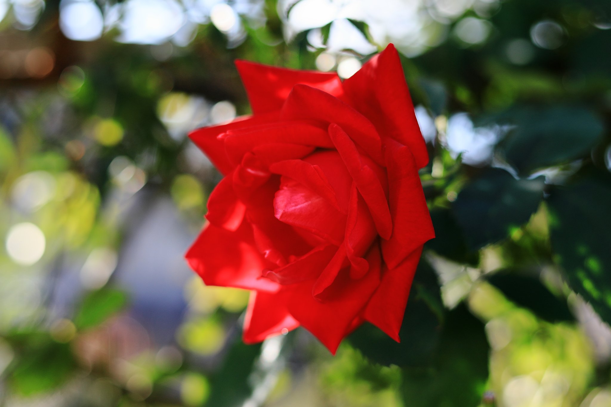 薔薇