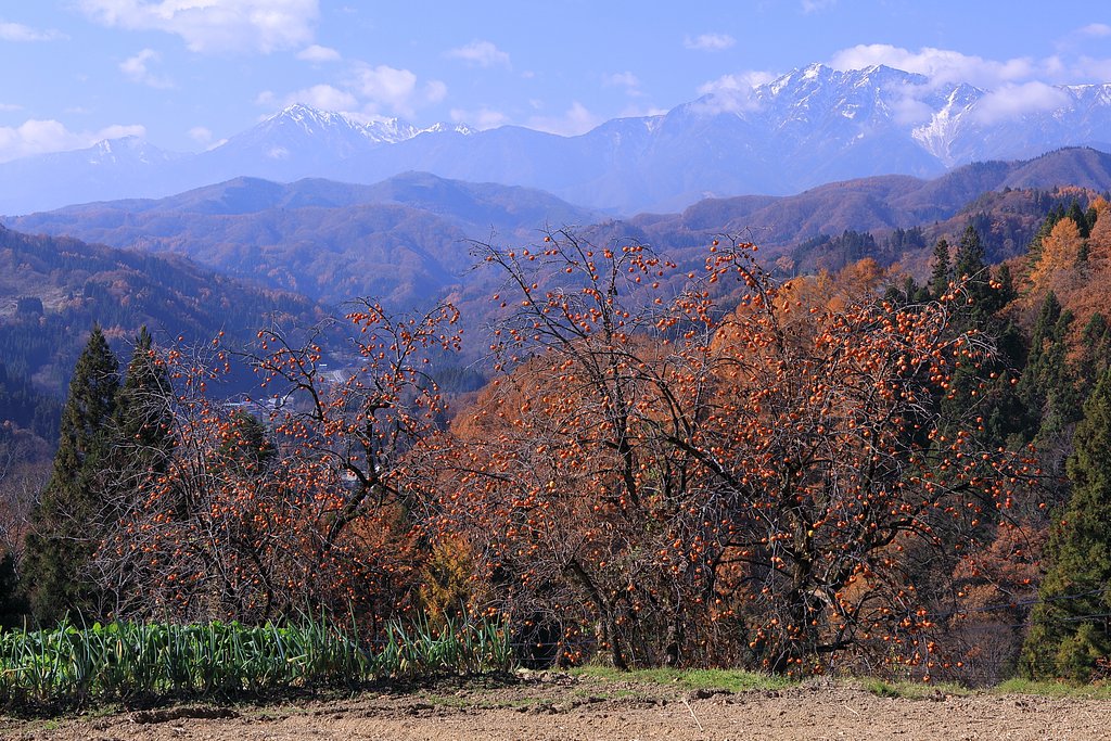小川村の柿