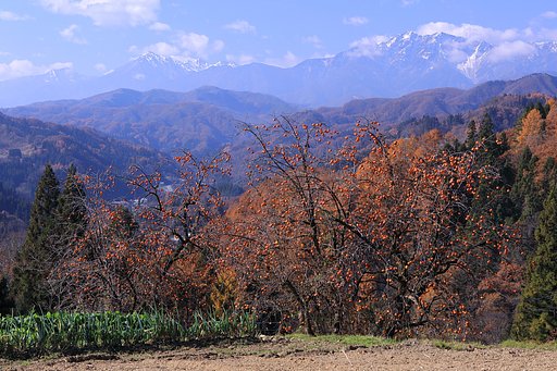 小川村の柿
