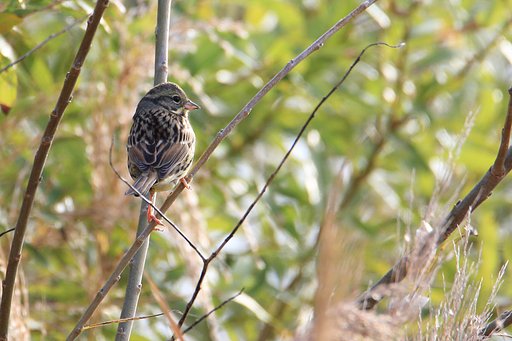 野鳥ポートレート・アオジ