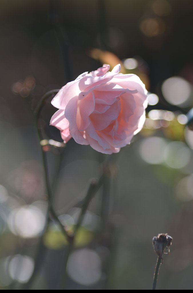 薔薇