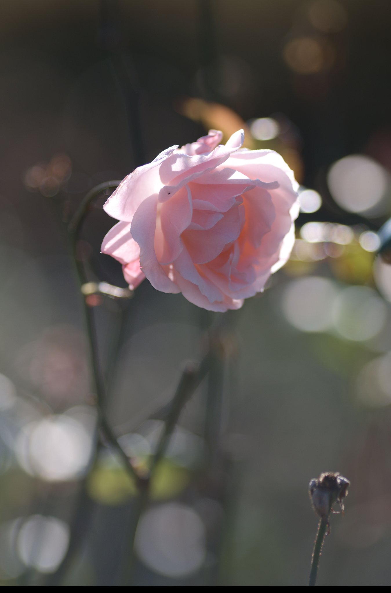 薔薇
