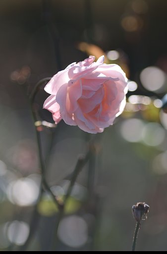 薔薇