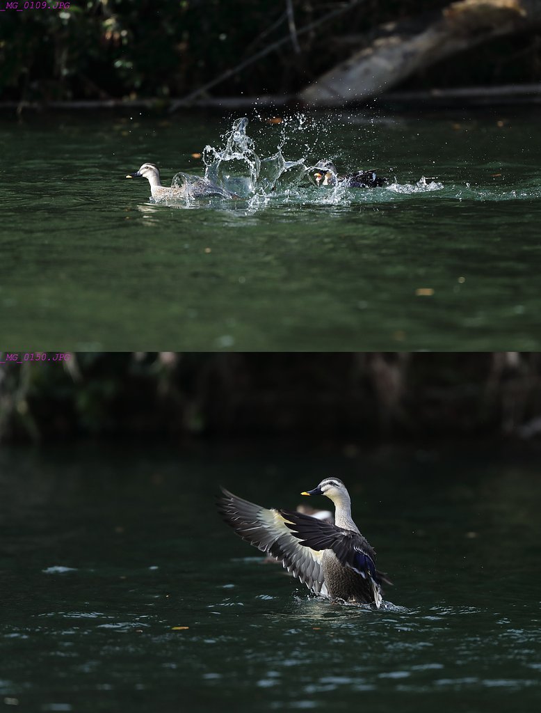 小競り合い
