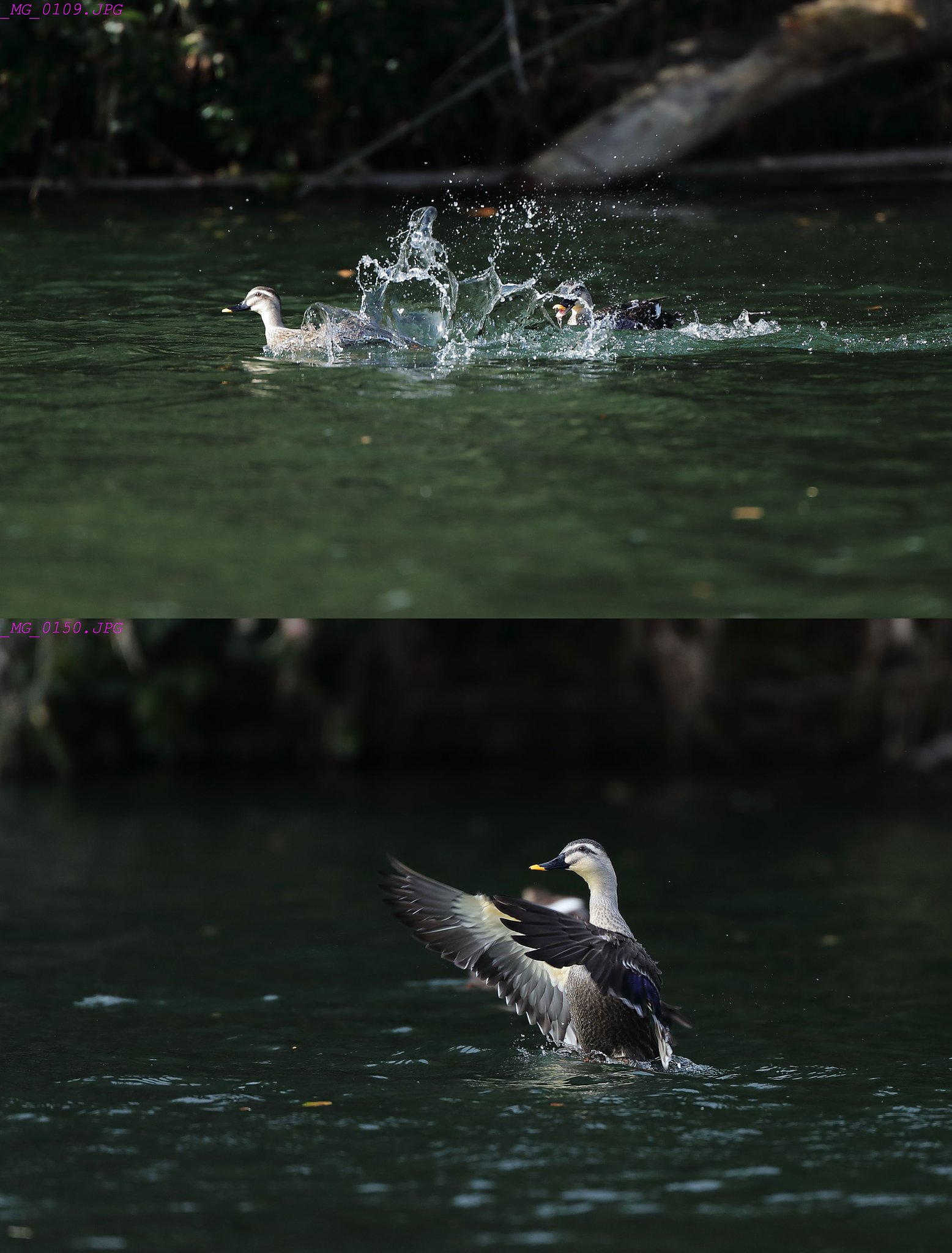 小競り合い
