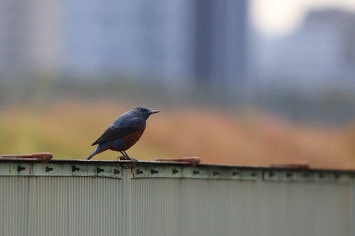 1月25日の写真