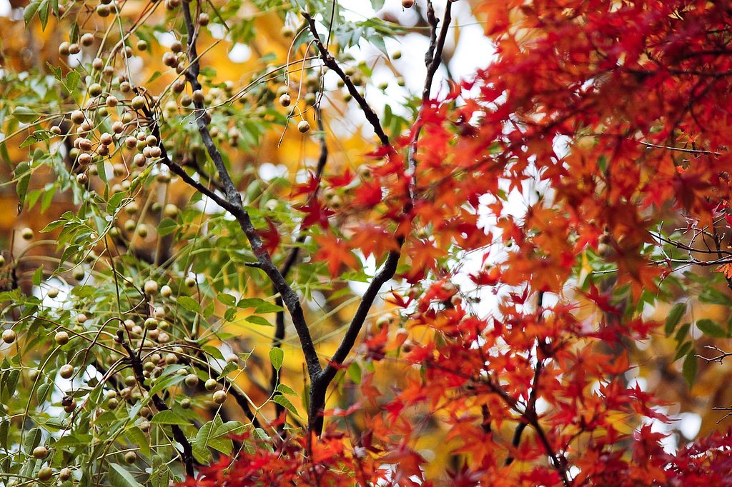 実りと紅葉