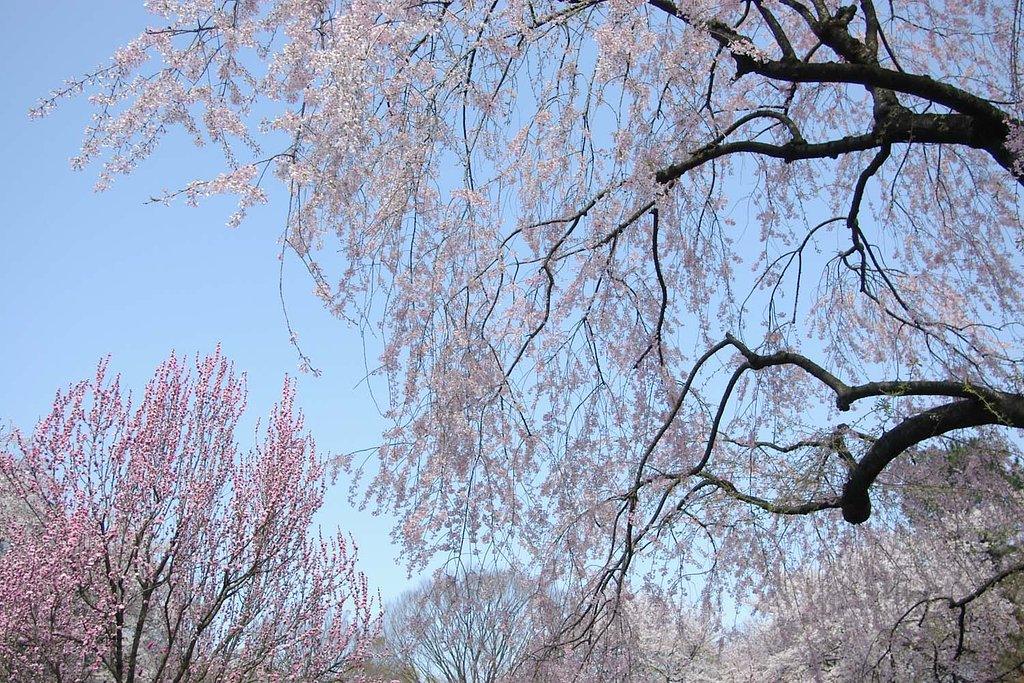 三ツ池公園のシダレザクラ