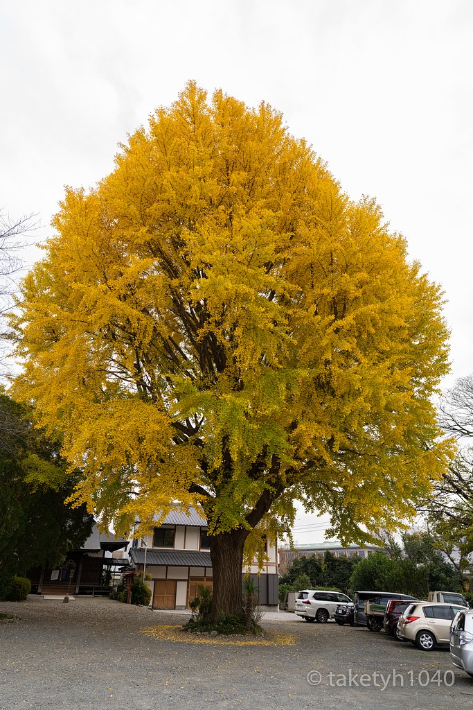 大トリの大銀杏黄葉