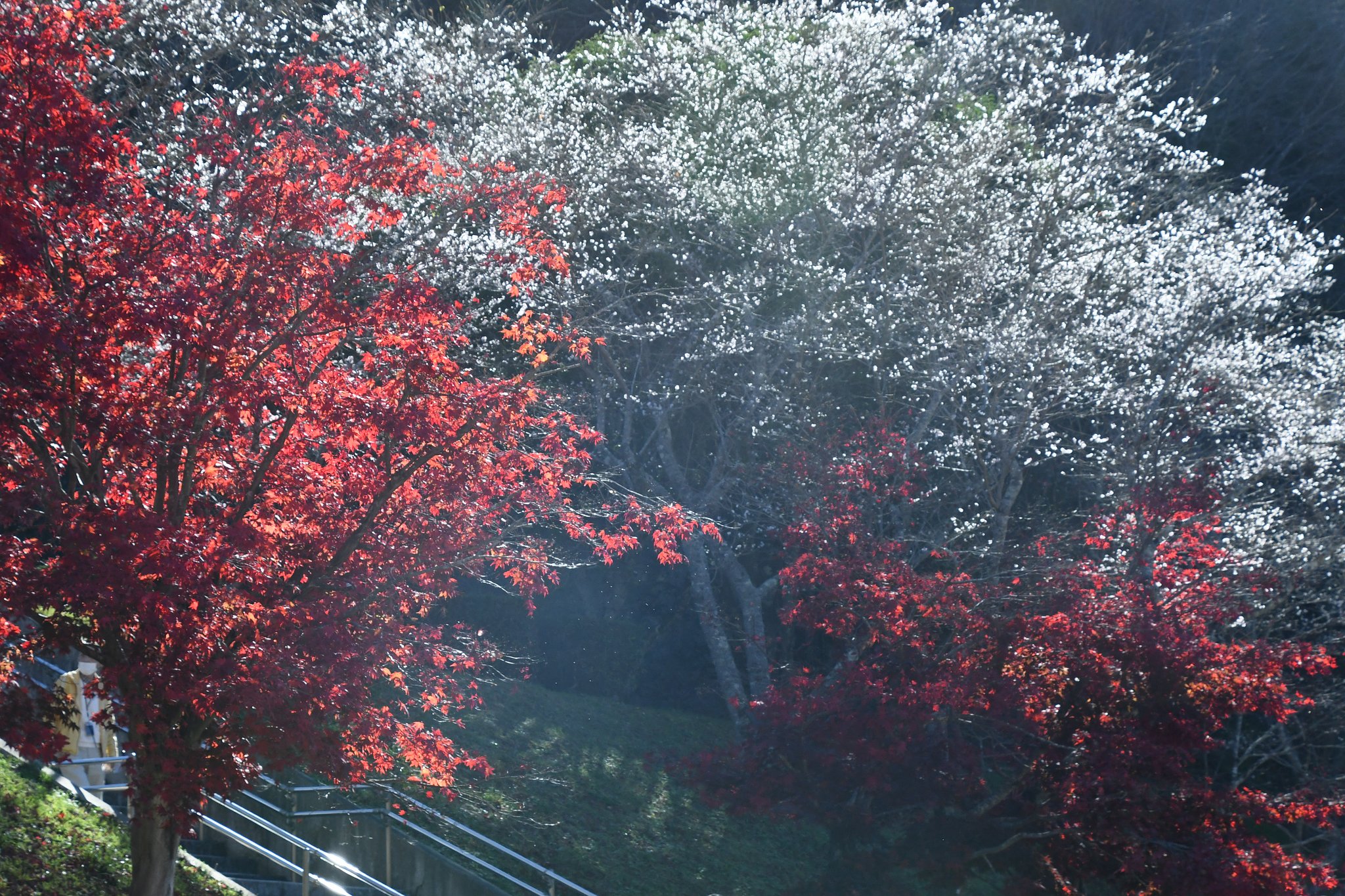 桜と紅葉