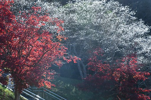 11月24日の写真