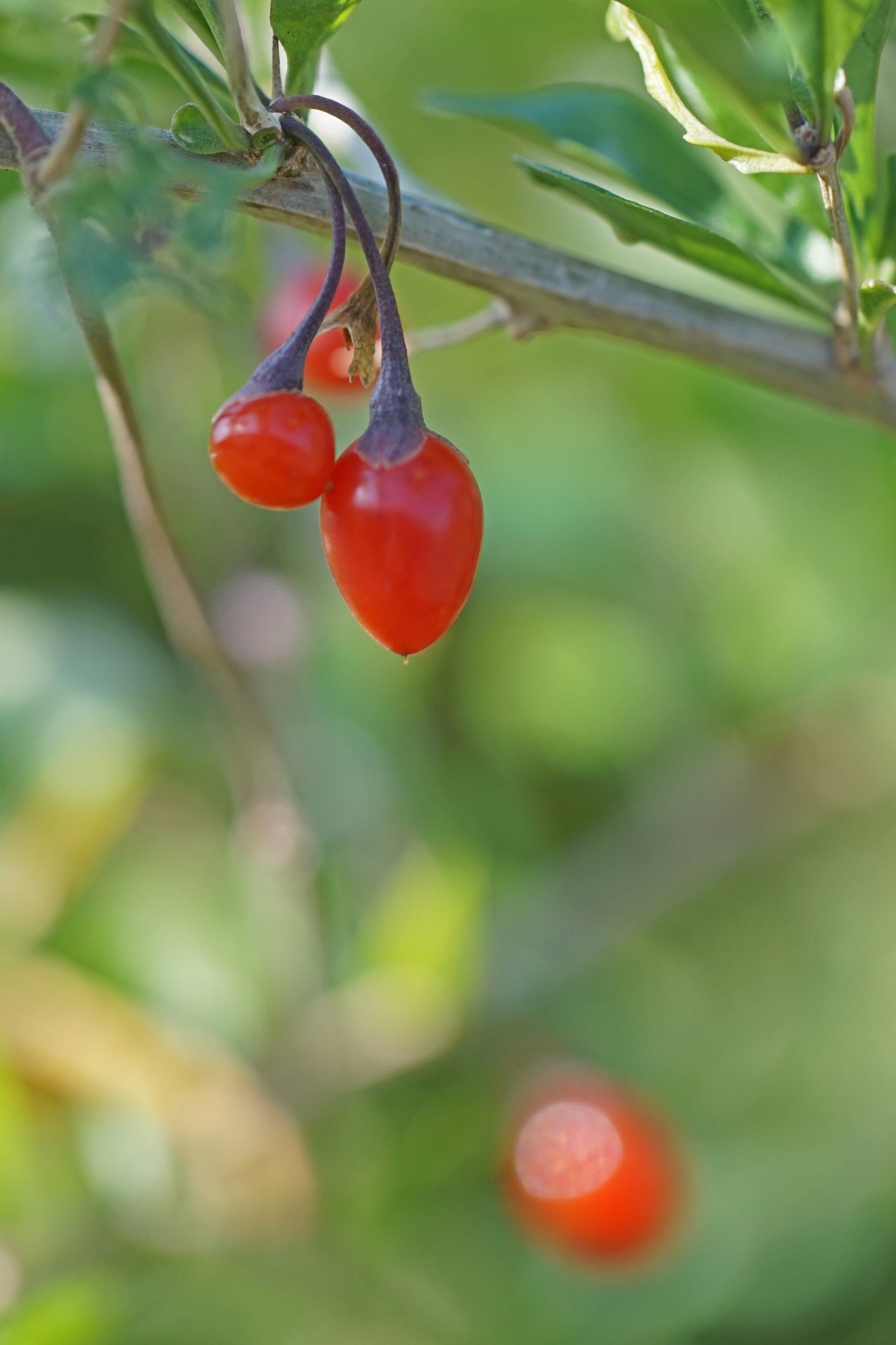 枸杞の実