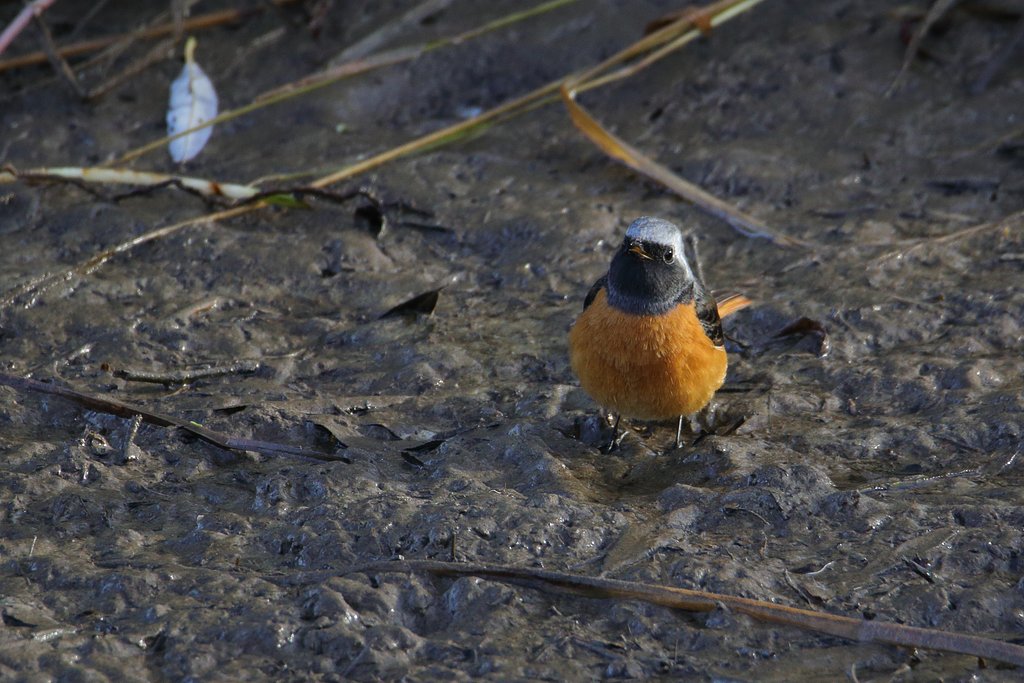 とにかくかわいいジョウビタキ