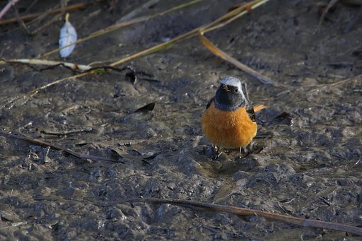 とにかくかわいいジョウビタキ