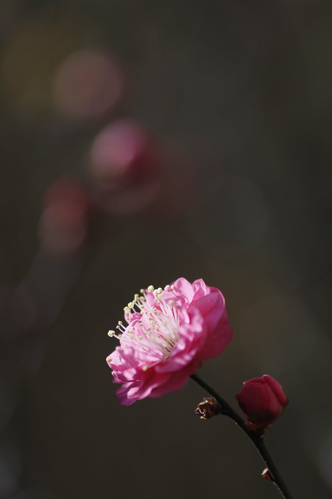 Tamron 90mm f2.8 macro 172E