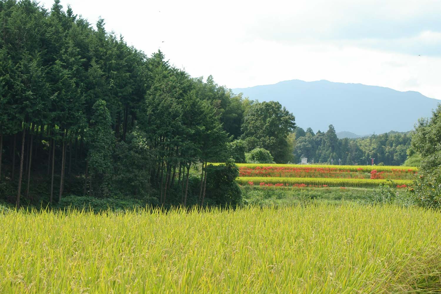 秋の棚田