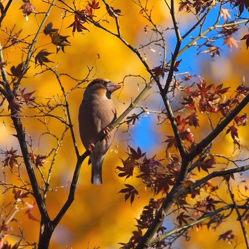 名残紅とともに