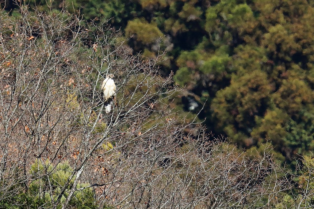クマタカ幼鳥