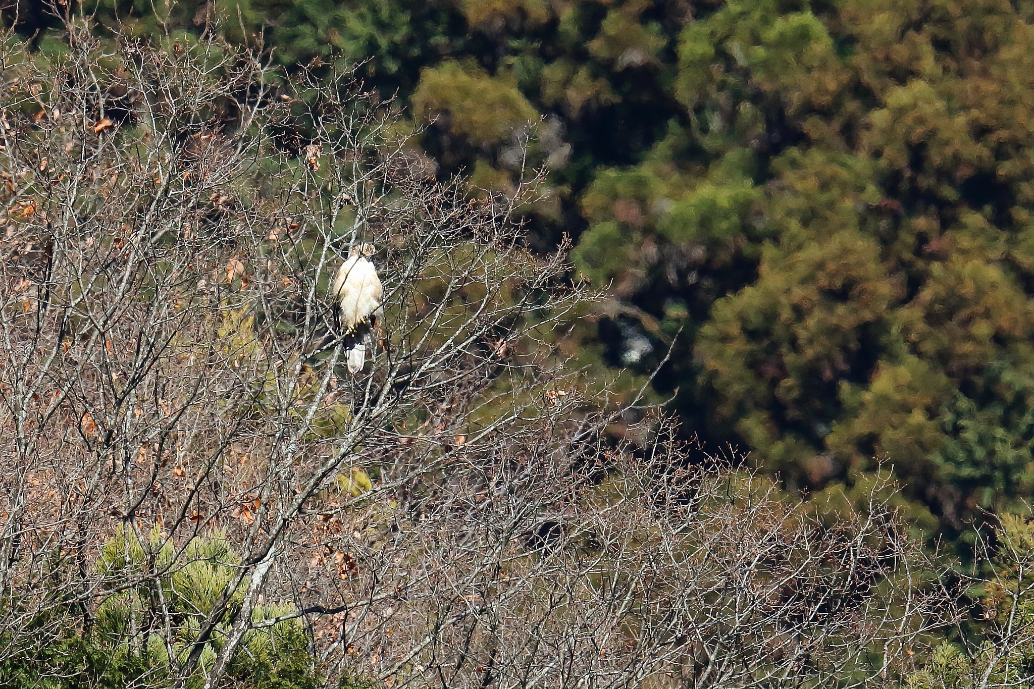 クマタカ幼鳥