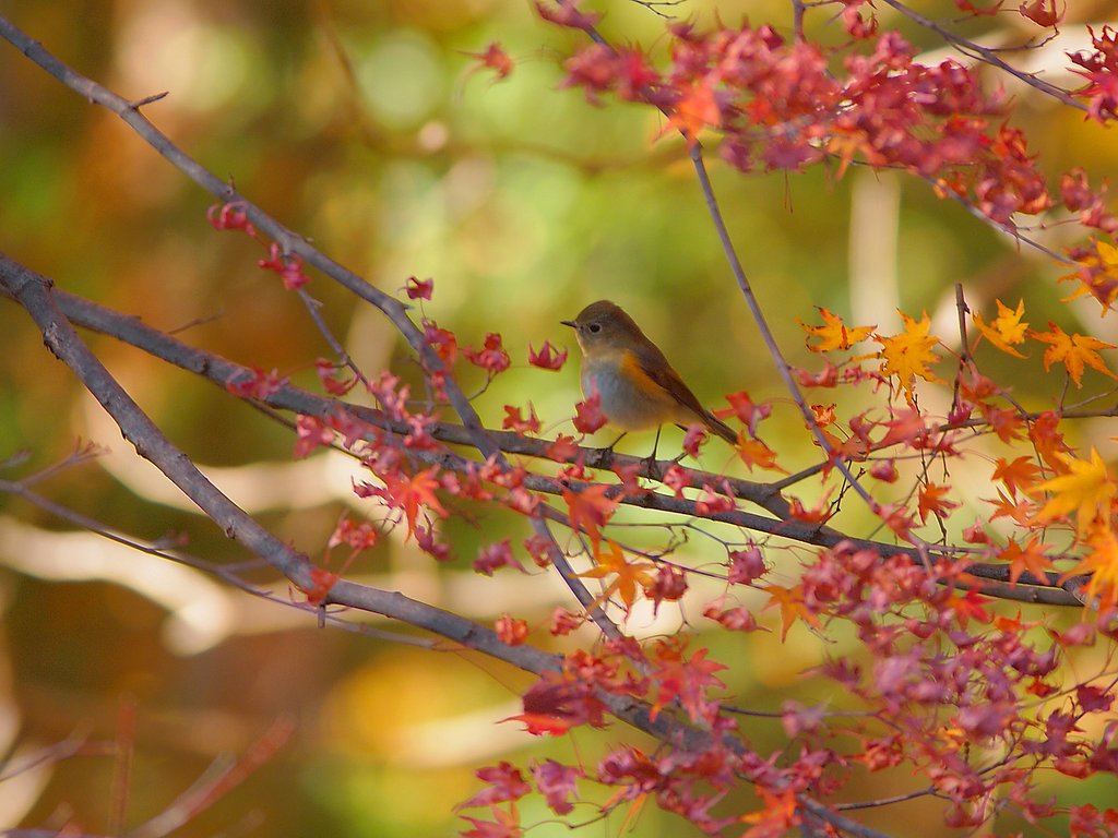 名残紅に佇む