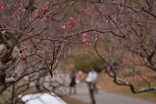 公園に早春の訪れ