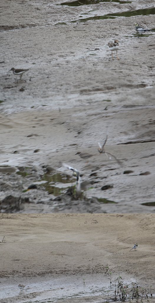 戦う野鳥たち