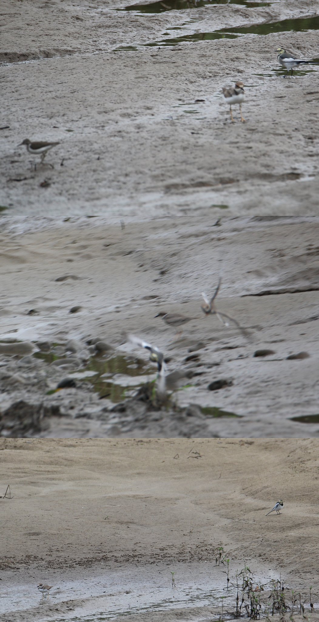 戦う野鳥たち
